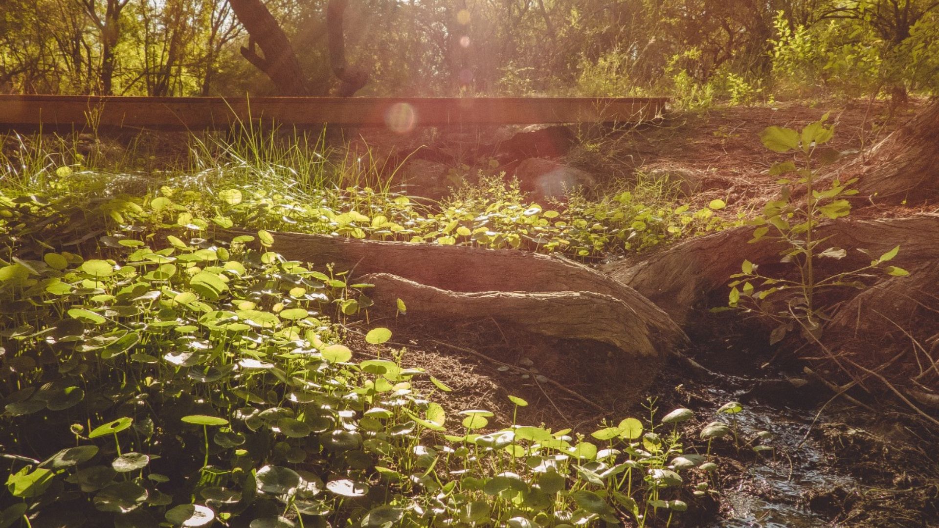 Baño de San Ignacio