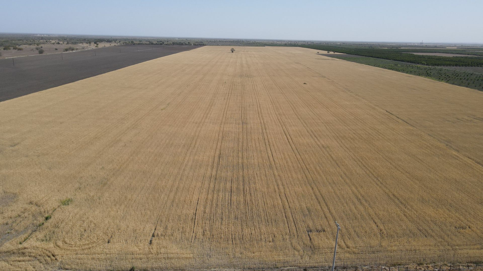 Trigales y naranjales