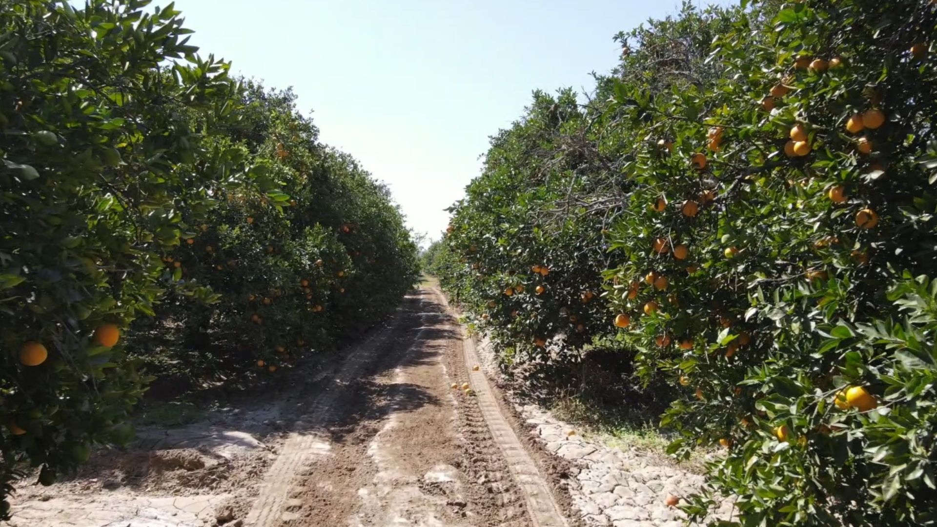 Trigales y naranjales