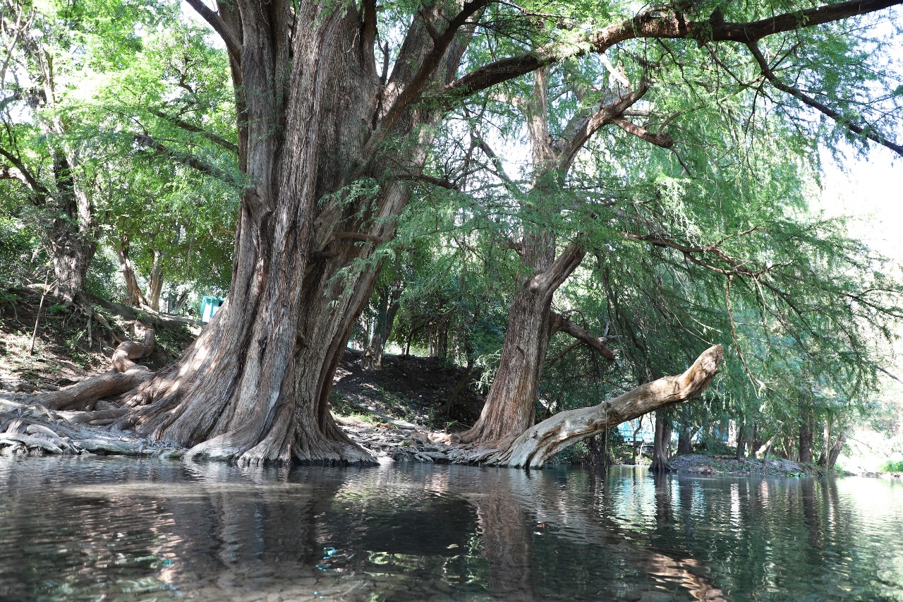 Ojo de agua Sabinas Hidalgo